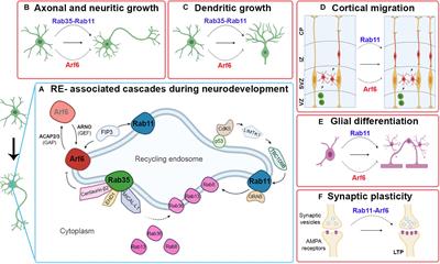 The Recycling Endosome in Nerve Cell Development: One Rab to Rule Them All?